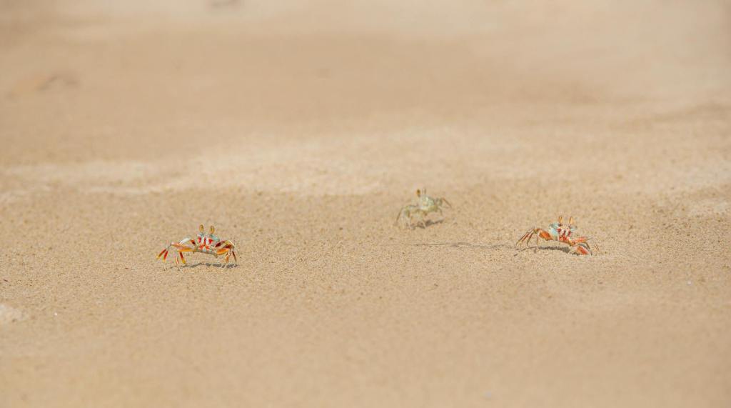 Tiny Fiddler Crabs Found to Break Down Microplastics in Polluted&nbsp;Mangroves