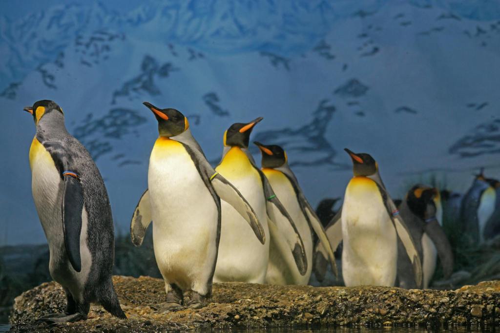 Climate Change Pushes Antarctic Penguins to Breed Earlier, Raising New Survival&nbsp;Concerns