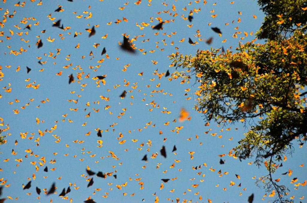 AI and Solar Tags Unveil Monarchs’ Secret Migration&nbsp;Routes