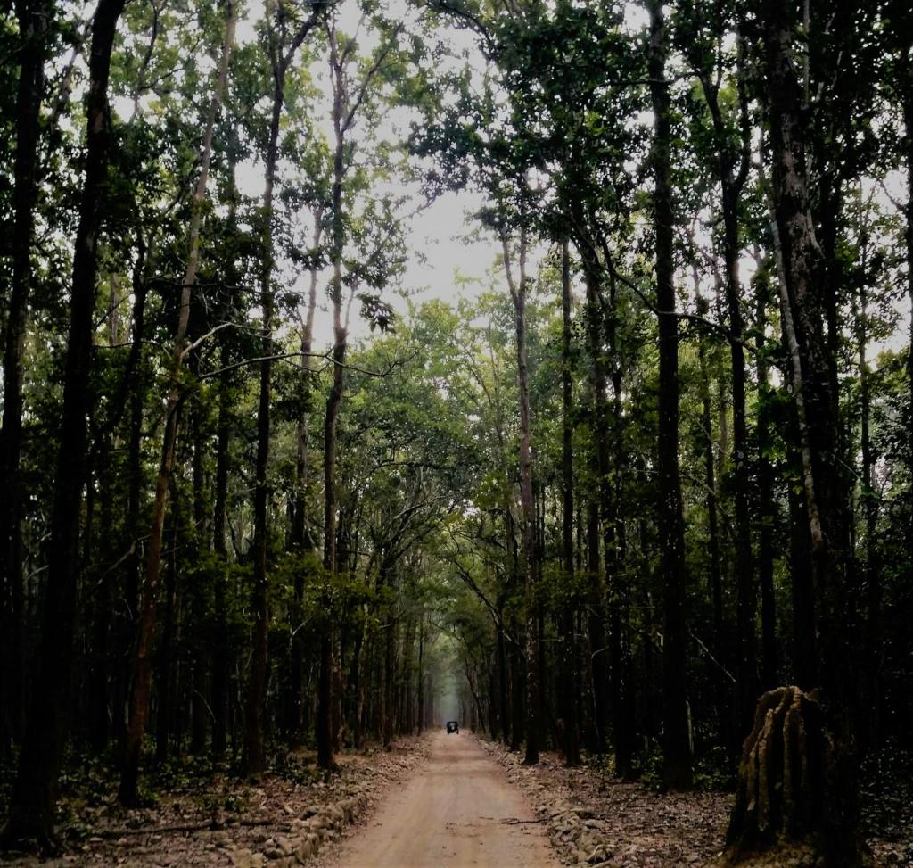 India’s Forest Policy Shift Pits Plantations Against Natural&nbsp;Forests