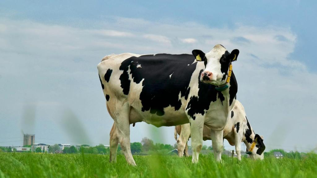 Feeding Biochar to Cows Could Turn Livestock into Carbon-Storing Soil&nbsp;Allies