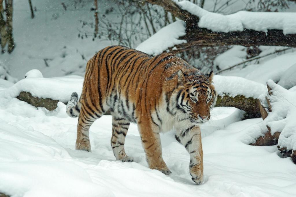 Kazakhstan Prepares for Tiger Reintroduction with Massive Forest Restoration&nbsp;Effort