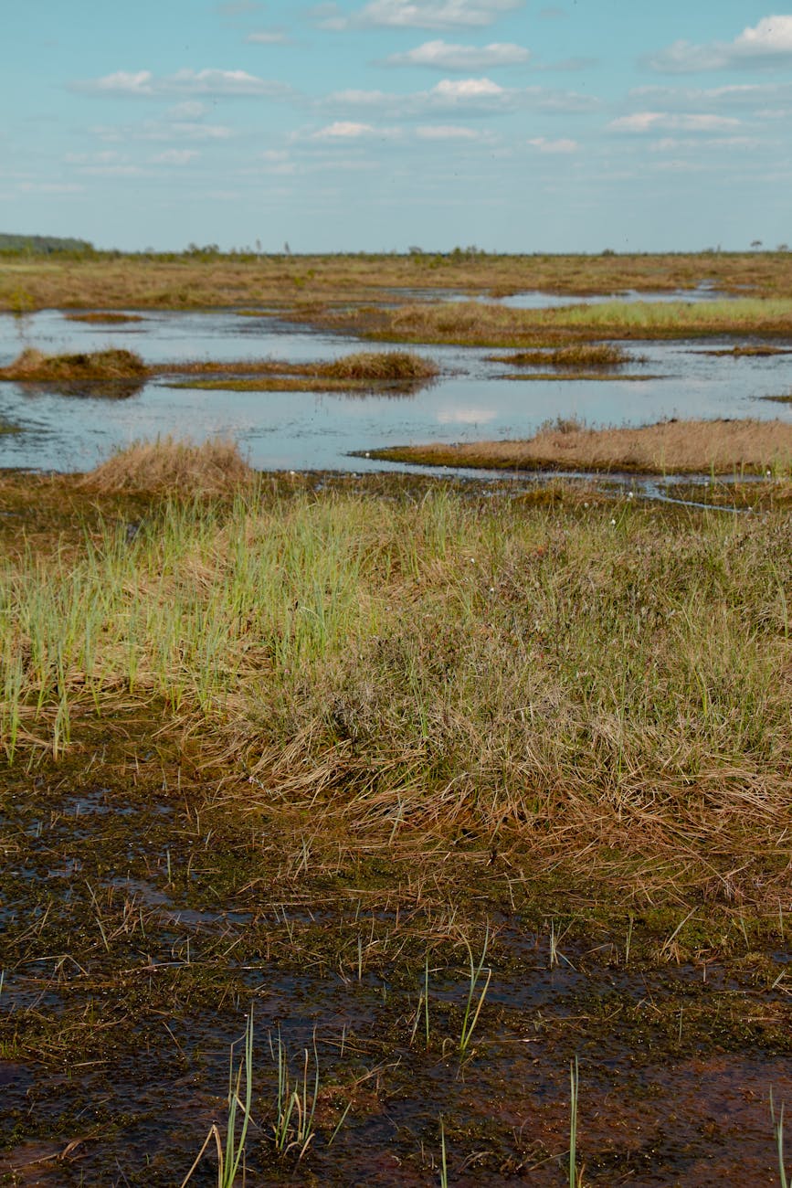 Restoring the River of Grass – Everglades Revival Reaches Major&nbsp;Milestone