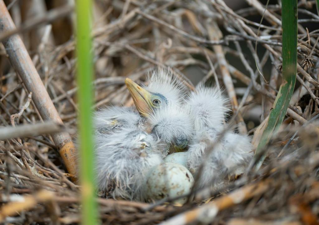 Twin Stressors – Warming and Toxins Harm Wildlife&nbsp;Reproduction