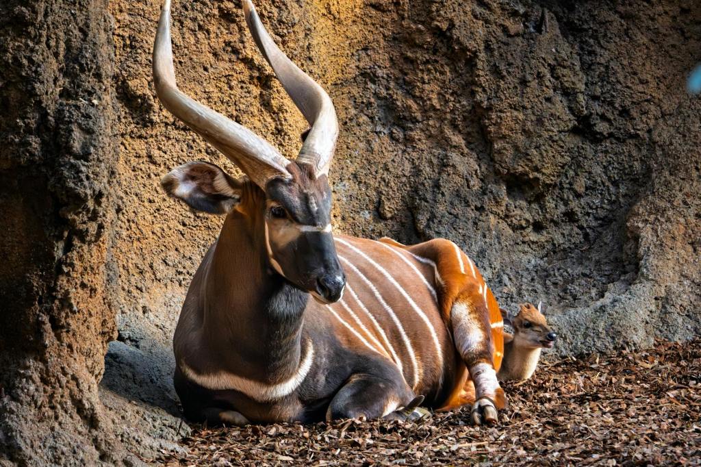 ‘Ghost of the Forest’ Returns to Kenya’s&nbsp;Wild