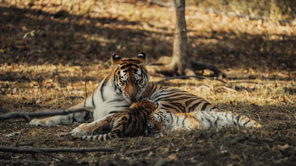 Similipal’s Black Tigers Get Genetic Lifeline as Translocated Tigress Gives Birth to Four&nbsp;Cubs
