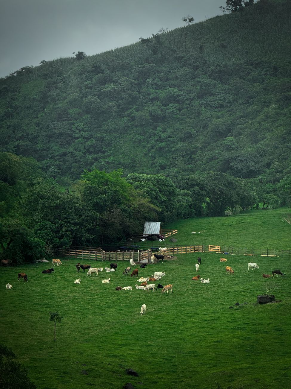 Colombia Enacts Landmark Law to Trace Beef Supply Chains and Curb Amazon&nbsp;Deforestation