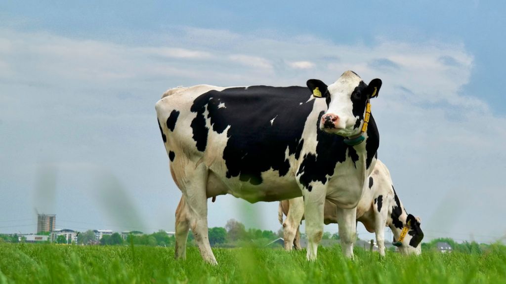 Extreme Heat Reduces Both Milk Yield and Quality, Raising Concerns for Dairy&nbsp;Sector