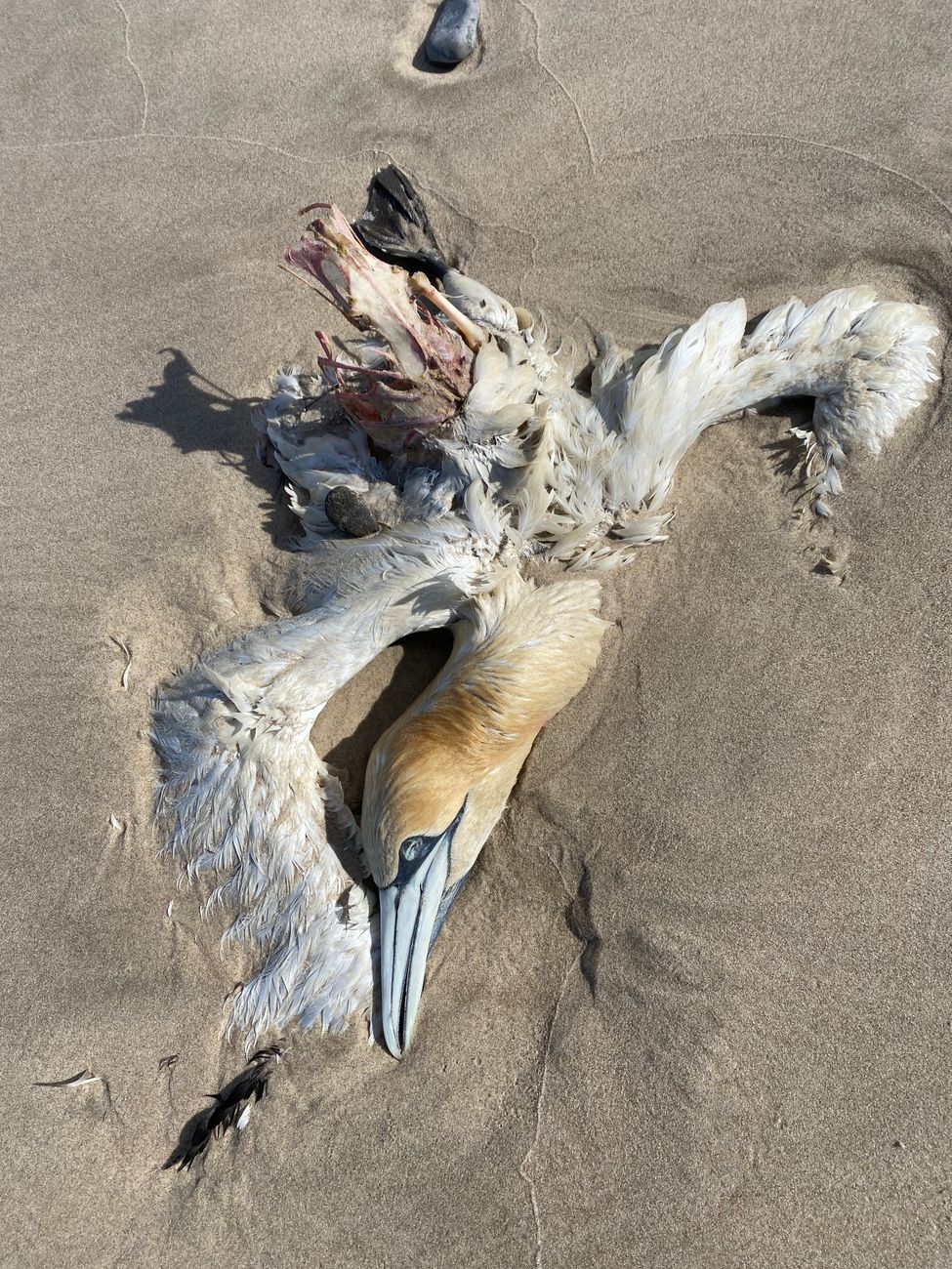 Marine Heat Wave Sparks California Seabird&nbsp;Die-Off