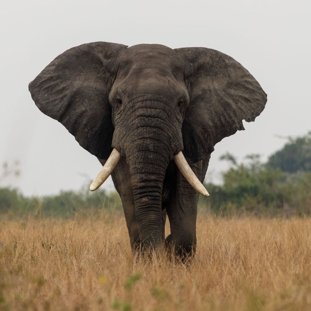Kenya Investigates Mysterious Elephant&nbsp;Deaths