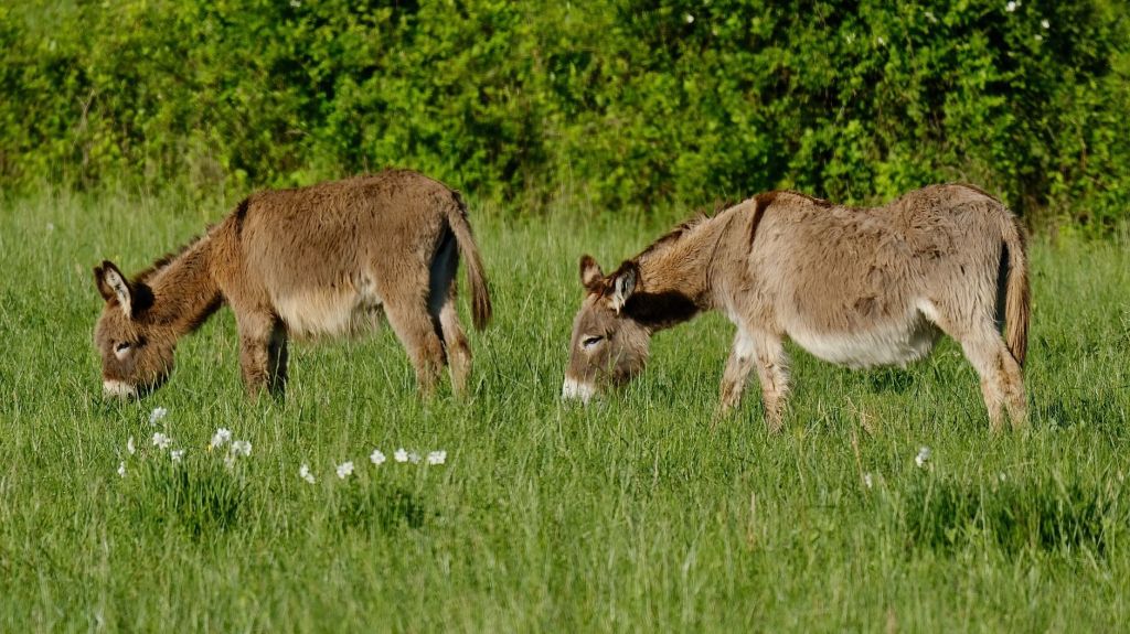 Ukraine Rewilds Amid War, Turning Conflict Zones into Landscapes of&nbsp;Hope