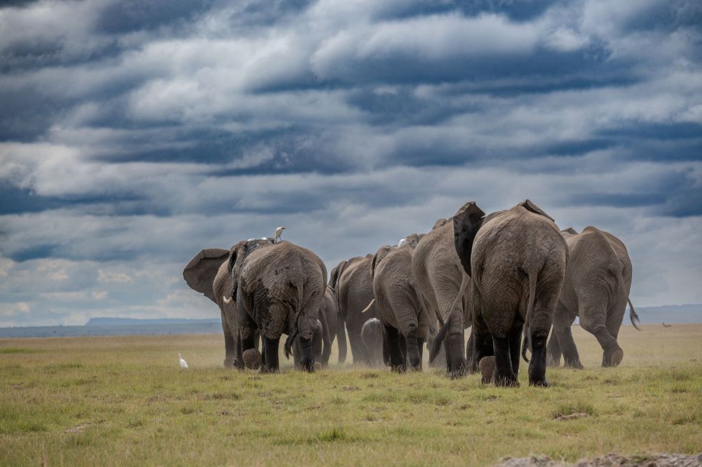 Why Saving Wildlife Is Also Saving the Climate, Nearly 300 Scientists Deliver a Powerful Global&nbsp;Message