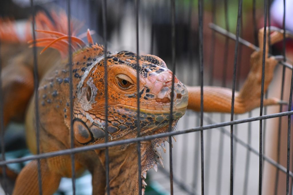 Geneva to Host Key Global CITES Wildlife Trade&nbsp;Meeting