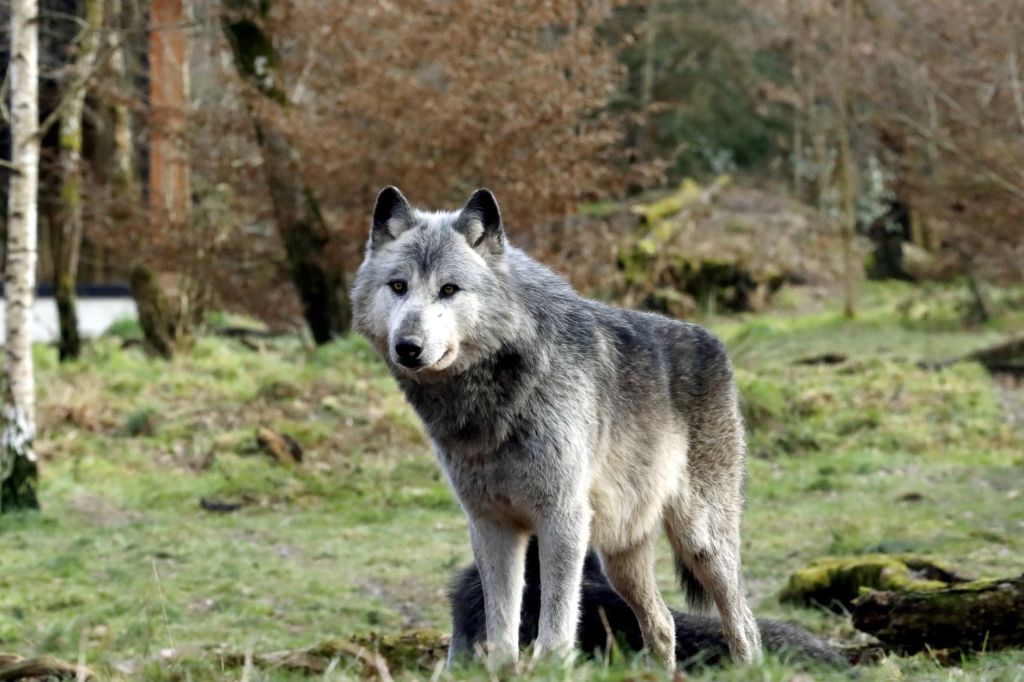 Europe’s Wildlife Laws Face Scrutiny for Prioritizing Human Interests Over Animal&nbsp;Sentience