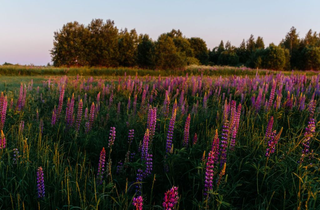 Natural Recovery Turns Abandoned Farmland into Wildflower&nbsp;Meadow