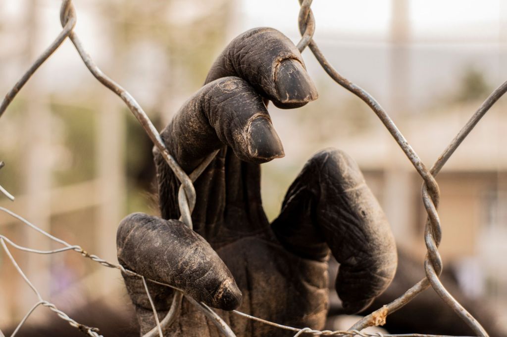 Meta Under Fire as Report Alleges Its Platforms Fuel Global Illegal Wildlife&nbsp;Trade