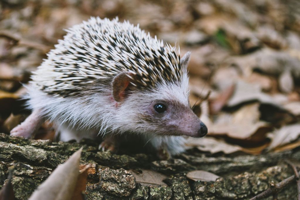 Microplastics Found in Pet Food May Be Entering Wildlife Through Human Feeding Habits, Study&nbsp;Suggests