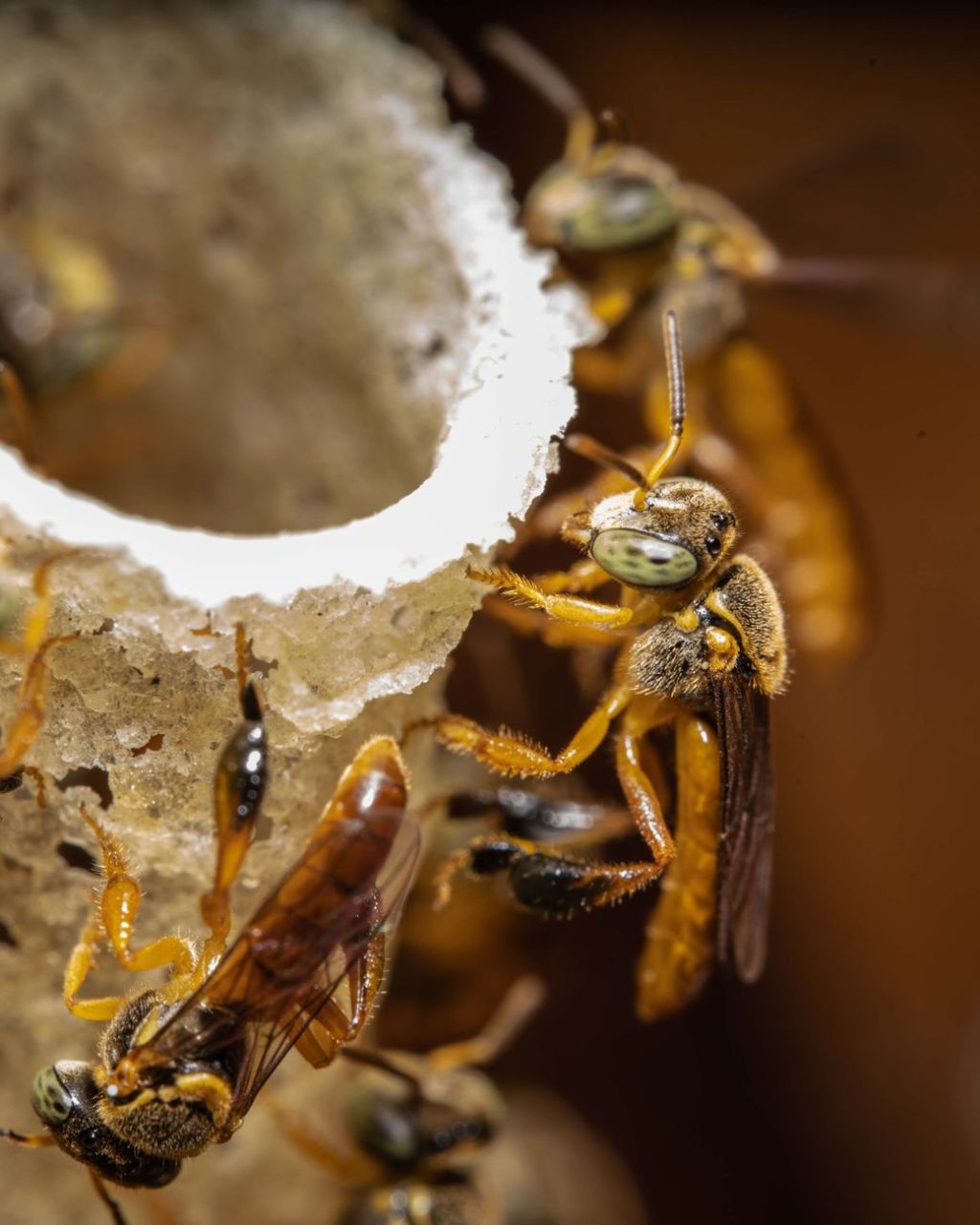 Indigenous Guarani Community Preserves Brazil’s Native Stingless&nbsp;Bees