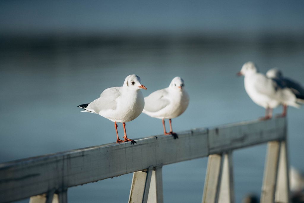 Australia Urged to Vaccinate Vulnerable Wildlife as H5N1 Bird Flu&nbsp;Spreads