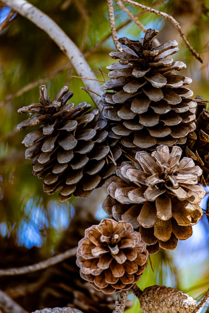 Jeffrey Pines Climb Higher as Climate Reshapes California&nbsp;Forests