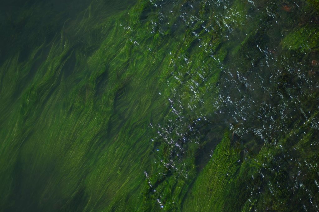 Engineered Algae Removes More Than 90% of Microplastics from Wastewater in Lab&nbsp;Study