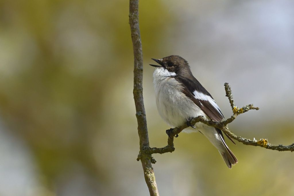 Mated Male Pied Flycatchers Change Their Tune — And Females Catch the&nbsp;Signal