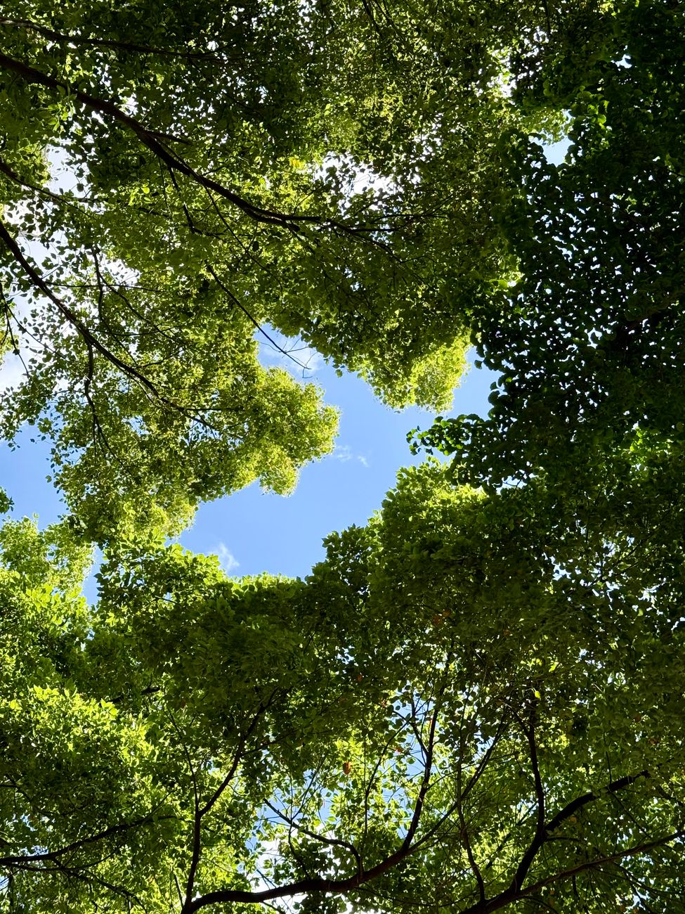 Cleaner Air, Healthier Hearts – How Cutting Pollution Delivers Immediate Health&nbsp;Benefits