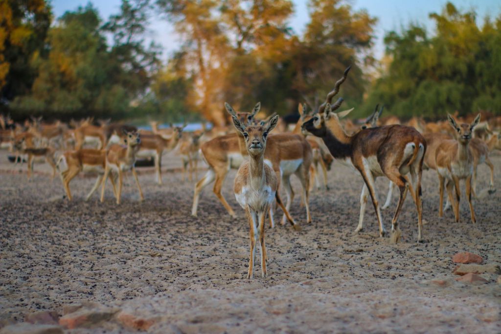 SC-NBWL Seeks Alternative Site for Bagdara&nbsp;Denotification