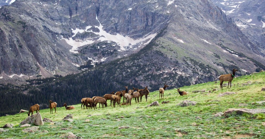 Kentucky’s Coalfields Become Home to East’s Largest Elk&nbsp;Herd