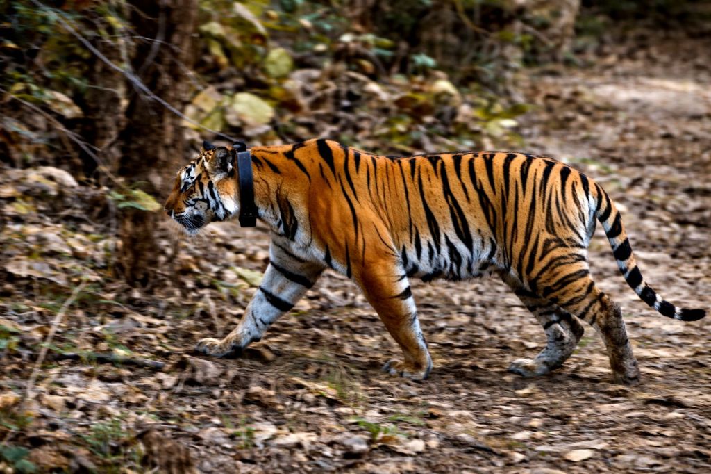 How Technology Is Changing Wildlife&nbsp;Conservation
